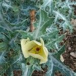 Argemone ochroleuca flower picture by Shehadi Ramiz (cc-by-sa)