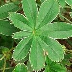 Alchemilla pallens leaf picture by Pietro Brignoli (cc-by-sa)