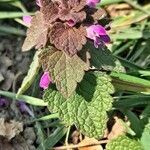 Lamium purpureum habit picture by Jean-Marie Frenoux (cc-by-sa)