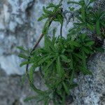 Achillea cretica leaf picture by Eleftherios (cc-by-sa)