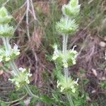 Sideritis hyssopifolia leaf picture by Pep Sole (cc-by-sa)