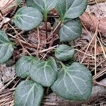 Pyrola chlorantha leaf picture by slawo hnatyszyn (cc-by-sa)