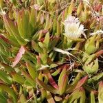 Carpobrotus edulis habit picture by Thomas Silvestre (cc-by-sa)