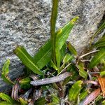 Elaphoglossum minutum leaf picture by Fabien Anthelme (cc-by-sa)