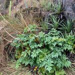 Myrrhidendron glaucescens habit picture by Fabien Anthelme (cc-by-sa)