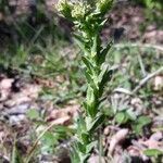 Lepidium campestre habit picture by hely (cc-by-sa)