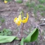 Erythronium grandiflorum flower picture by MacG (cc-by-sa)