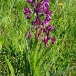 Anacamptis laxiflora flower picture by Francois Halligon (cc-by-sa)