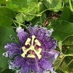 Passiflora edulis flower picture by c aru (cc-by-sa)