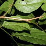 Inga mortoniana leaf picture by Nelson Zamora Villalobos (cc-by-nc)