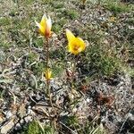 Tulipa sylvestris habit picture by chantal c (cc-by-sa)