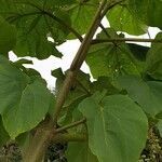 Paulownia tomentosa habit picture by François Veneau (cc-by-sa)