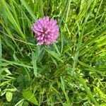 Trifolium pratense fruit picture by Thomas Grognuz (cc-by-sa)