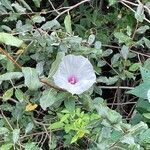 Ipomoea pandurata flower picture by Avery John (cc-by-sa)