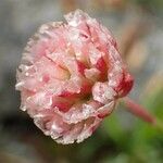 Armeria alpina fruit picture by Yoan MARTIN (cc-by-sa)