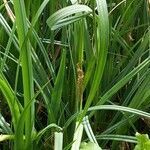 Carex acutiformis leaf picture by Michelle Goudail (cc-by-sa)