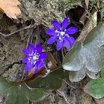 Hepatica nobilis flower picture by Anna (cc-by-sa)