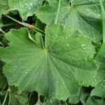 Alchemilla mollis leaf picture by Severin Ronald (cc-by-sa)