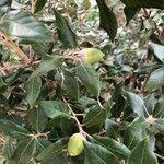 Quercus ilex fruit picture by Marie Dolma (cc-by-sa)