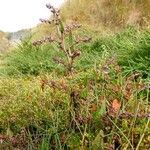 Atriplex prostrata habit picture by Pierre LEON (cc-by-sa)