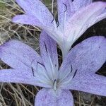 Colchicum variegatum flower picture by Esin Bozdogangil (cc-by-sa)