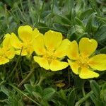 Potentilla pyrenaica flower picture by Llandrich anna (cc-by-sa)