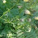 Cirsium erisithales habit picture by Fabrice Rubio (cc-by-sa)