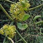 Balanites glabra flower picture by susan brown (cc-by-sa)