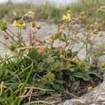 Potentilla frigida habit picture by Yoan MARTIN (cc-by-sa)