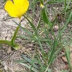 Ranunculus gramineus habit picture by Alain Champrigaud (cc-by-sa)