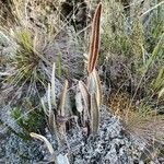 Elaphoglossum engelii habit picture by Gabriel OLLIVIER (cc-by-sa)