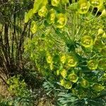 Euphorbia esula flower picture by Yvon Red (cc-by-sa)