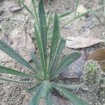 Plantago bellardii leaf picture by Emmanuel Cosson (cc-by-sa)