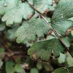 Adiantum rhizophorum fruit picture by Augustin Soulard (cc-by-sa)