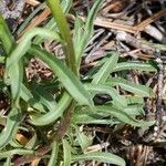 Erysimum odoratum leaf picture by Michelle Goudail (cc-by-sa)