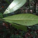 Pouteria guianensis leaf picture by Lisa Moreno (cc-by-sa)