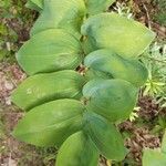 Polygonatum odoratum leaf picture by rene laurens (cc-by-sa)