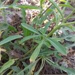 Centaurea iberica leaf picture by Fedan Hacizade (cc-by-sa)