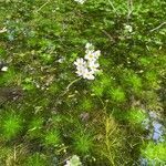 Hottonia palustris habit picture by grutz (cc-by-sa)