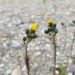 Pilosella piloselloides flower picture by Nikolas Mandl (cc-by-sa)