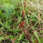 Epilobium anagallidifolium leaf picture by sandrine darde (cc-by-sa)