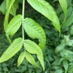 Juglans cinerea leaf picture by michael kordek (cc-by-sa)