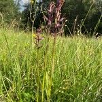 Anacamptis coriophora leaf picture by Bergwacht Obsteig (cc-by-sa)