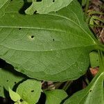 Milleria quinqueflora leaf picture by Nelson Zamora Villalobos (cc-by-nc)