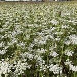 Daucus muricatus habit picture by Monteiro Henrique (cc-by-sa)