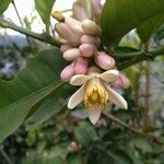 Citrus medica flower picture by Dieter Albrecht (cc-by-sa)