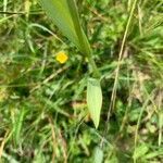 Traunsteinera globosa leaf picture by Meister Martin (cc-by-sa)