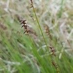 Carex pulicaris flower picture by Régis KRIEG-JACQUIER (cc-by-sa)