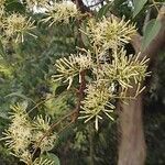 Tripodanthus acutifolius flower picture by Enzo Viero Baddo (cc-by-sa)