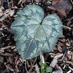 Cyclamen hederifolium leaf picture by nico (cc-by-sa)